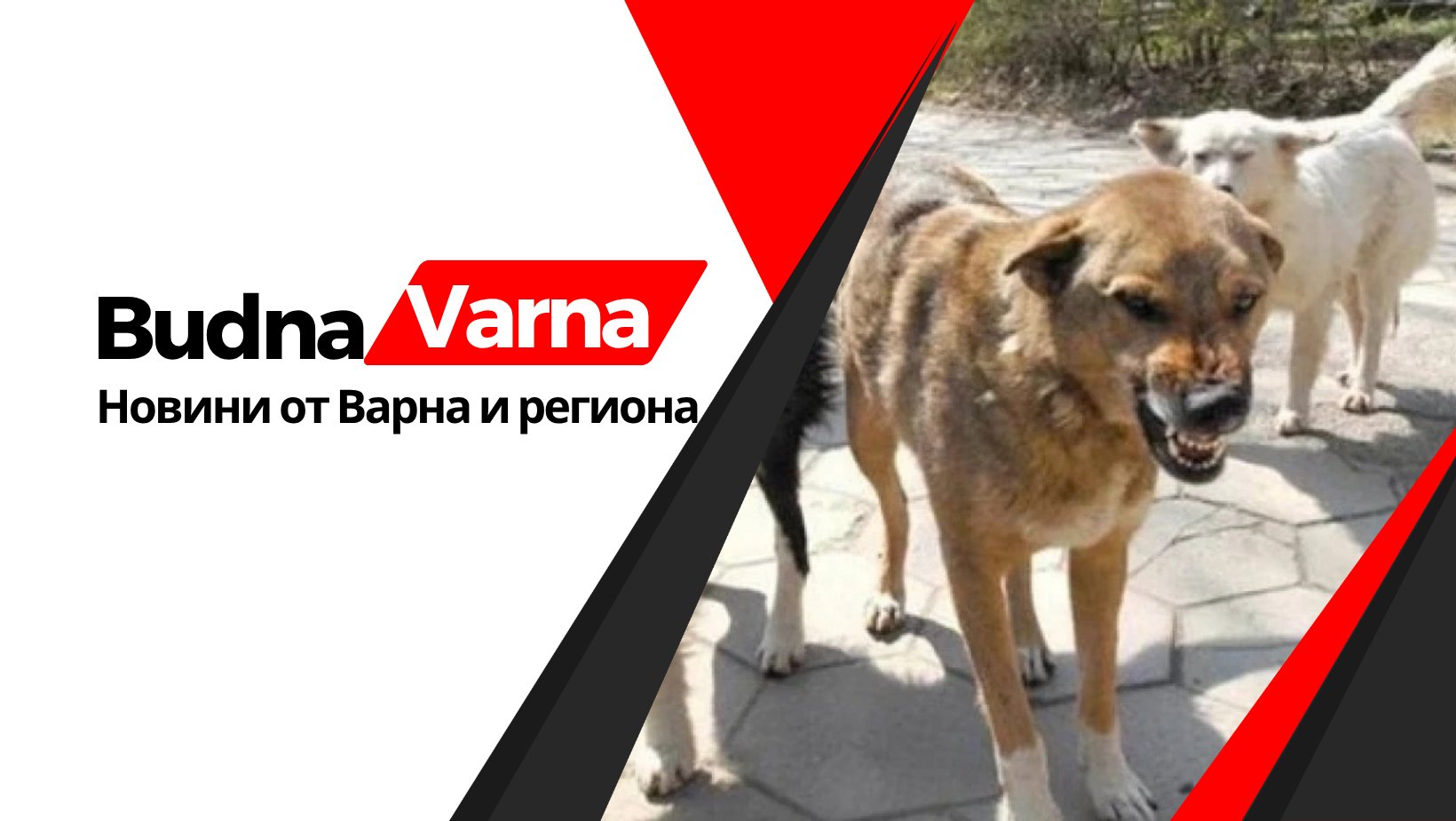 Бездомни кучета