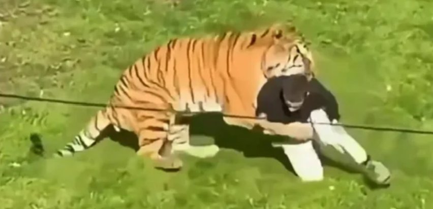 Тигър